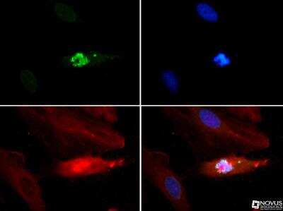 Immunocytochemistry/ Immunofluorescence: Histone H3 [p Thr3, Monomethyl Lys4] Antibody - BSA Free [NB21-1012]